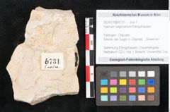 Foto (Objekt + Etikett) von Hypnum sagorianum Ettingshausen (NHMW-GEO-2024-0188-6731)